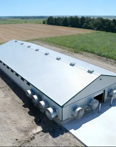 Modern Poultry Shed made by Sandwich Panel